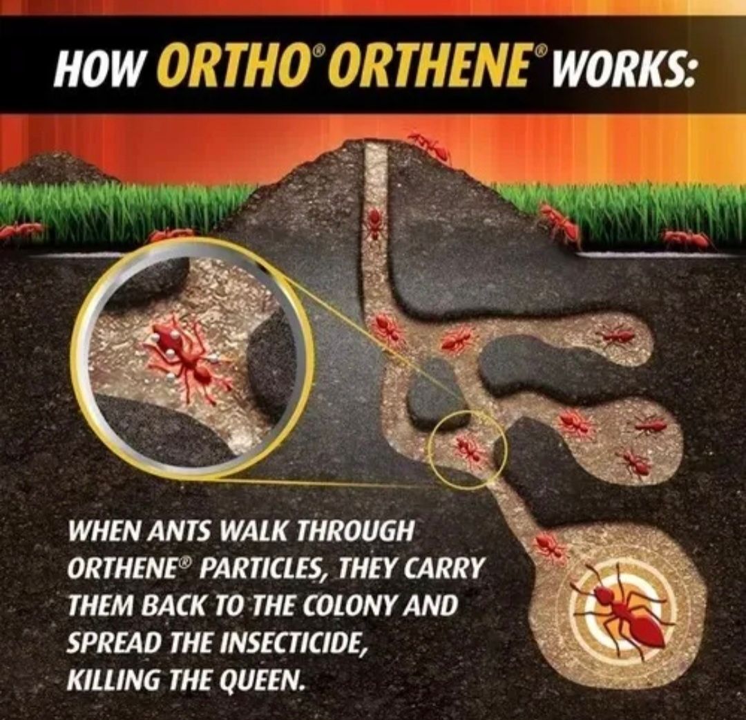 Repelente para Hormigas